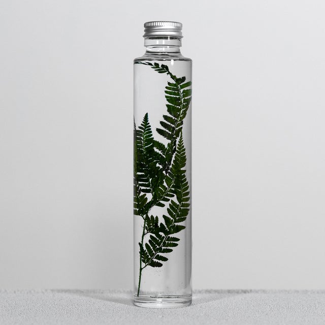 SLOW PHARMACY BOTTLE PLANT RUMOHRA