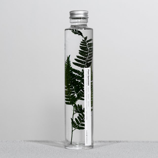 SLOW PHARMACY BOTTLE PLANT RUMOHRA